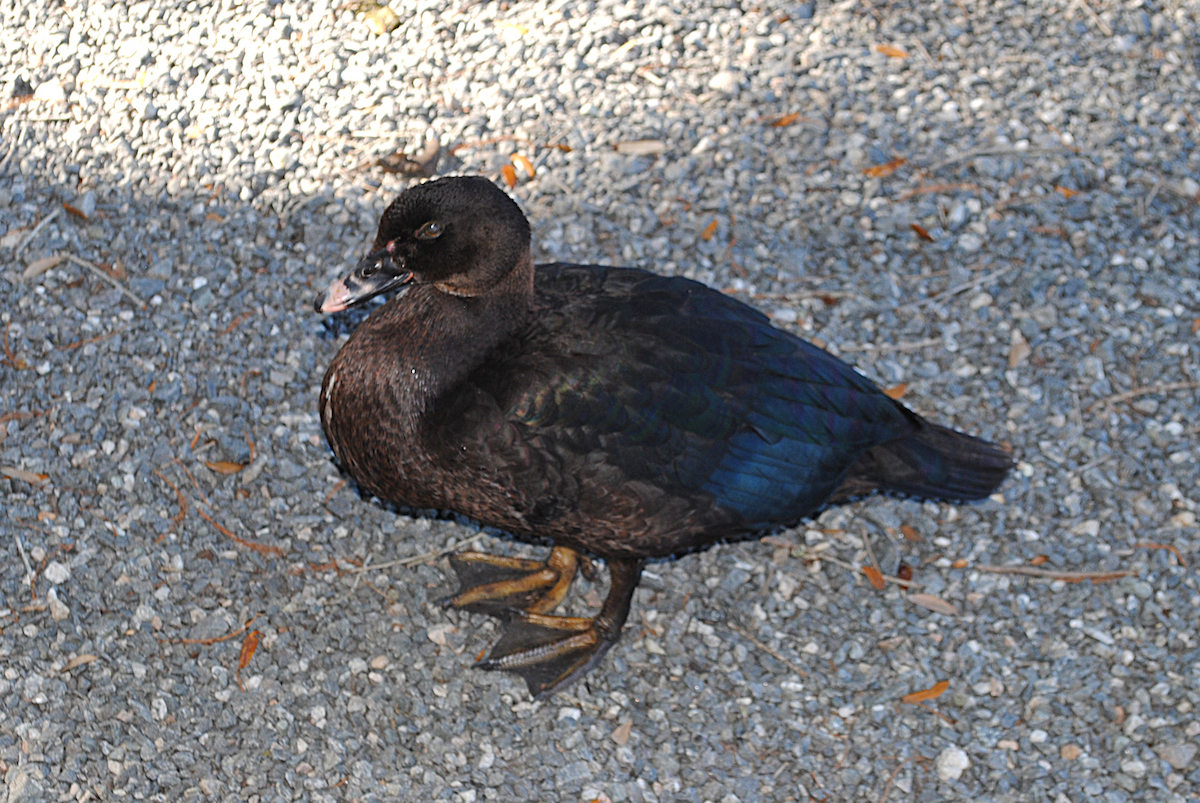 Anatra muta (domestica) - ML646763808