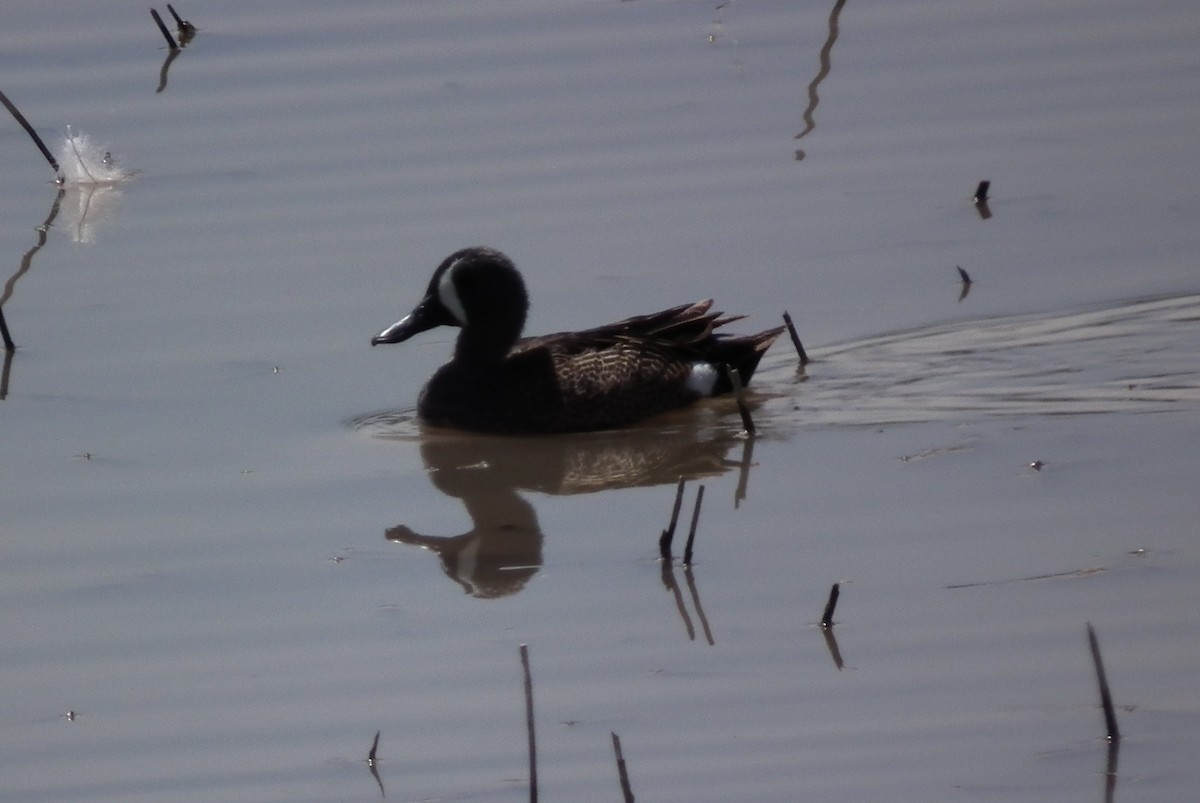 Blue-winged Teal - ML64676381