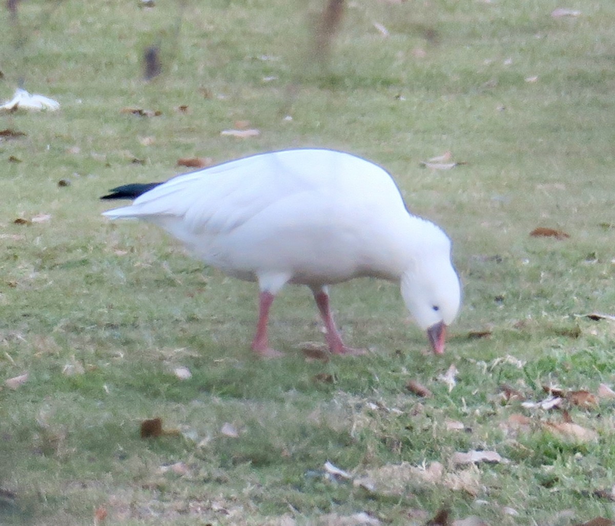 Ross's Goose - ML646763810
