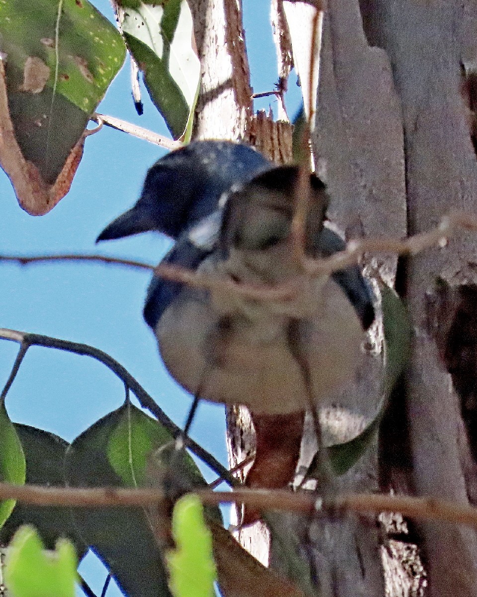 California Scrub-Jay - ML646763811