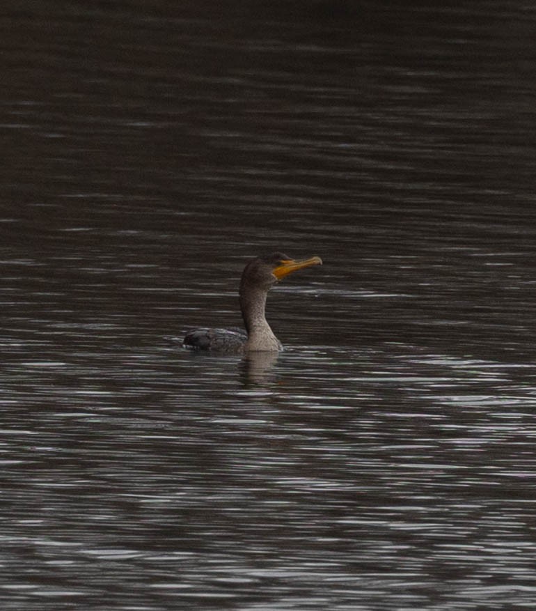 totoppskarv - ML646763812