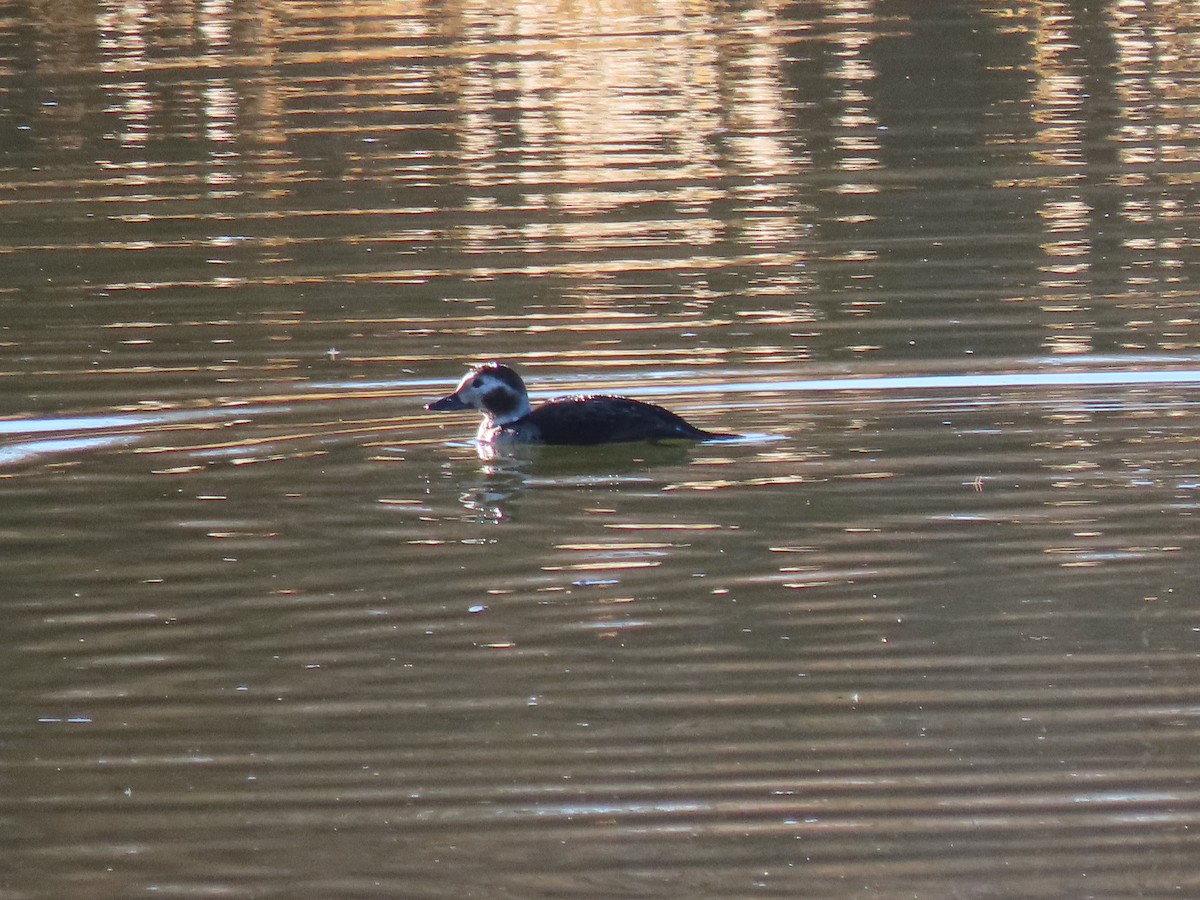 havelle - ML646763813