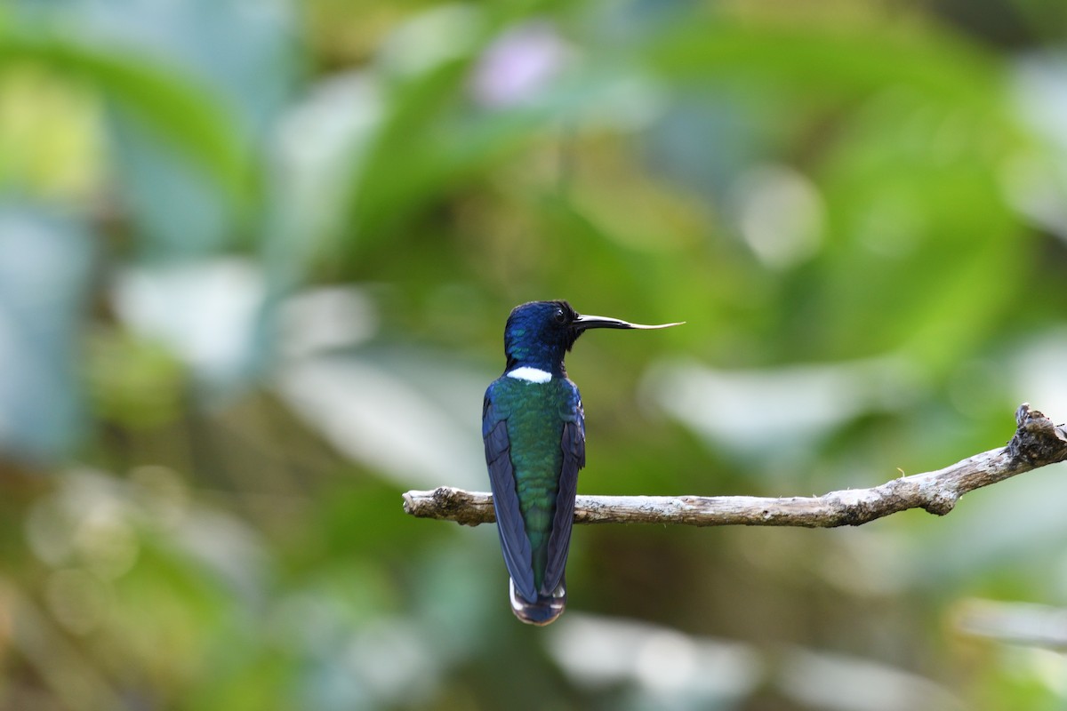 White-necked Jacobin - ML646763815