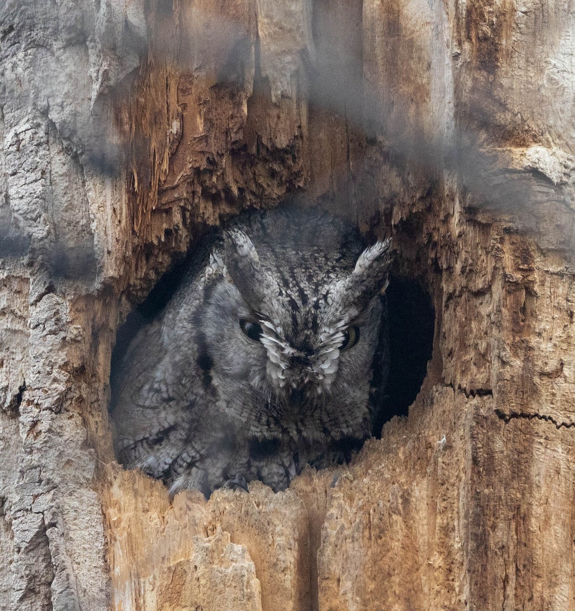 Autillo Yanqui - ML646763816