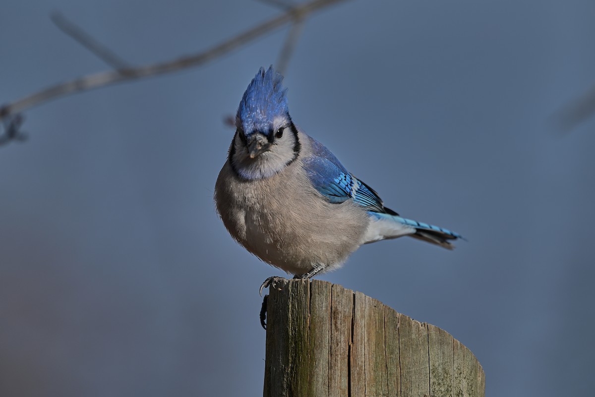 Blue Jay - ML646763817