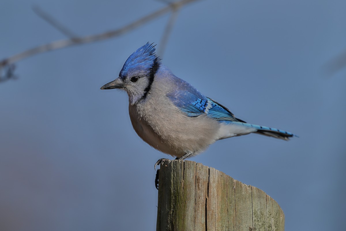 Blue Jay - ML646763819