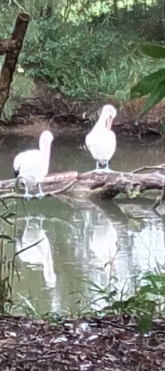 Australian Pelican - ML646763821