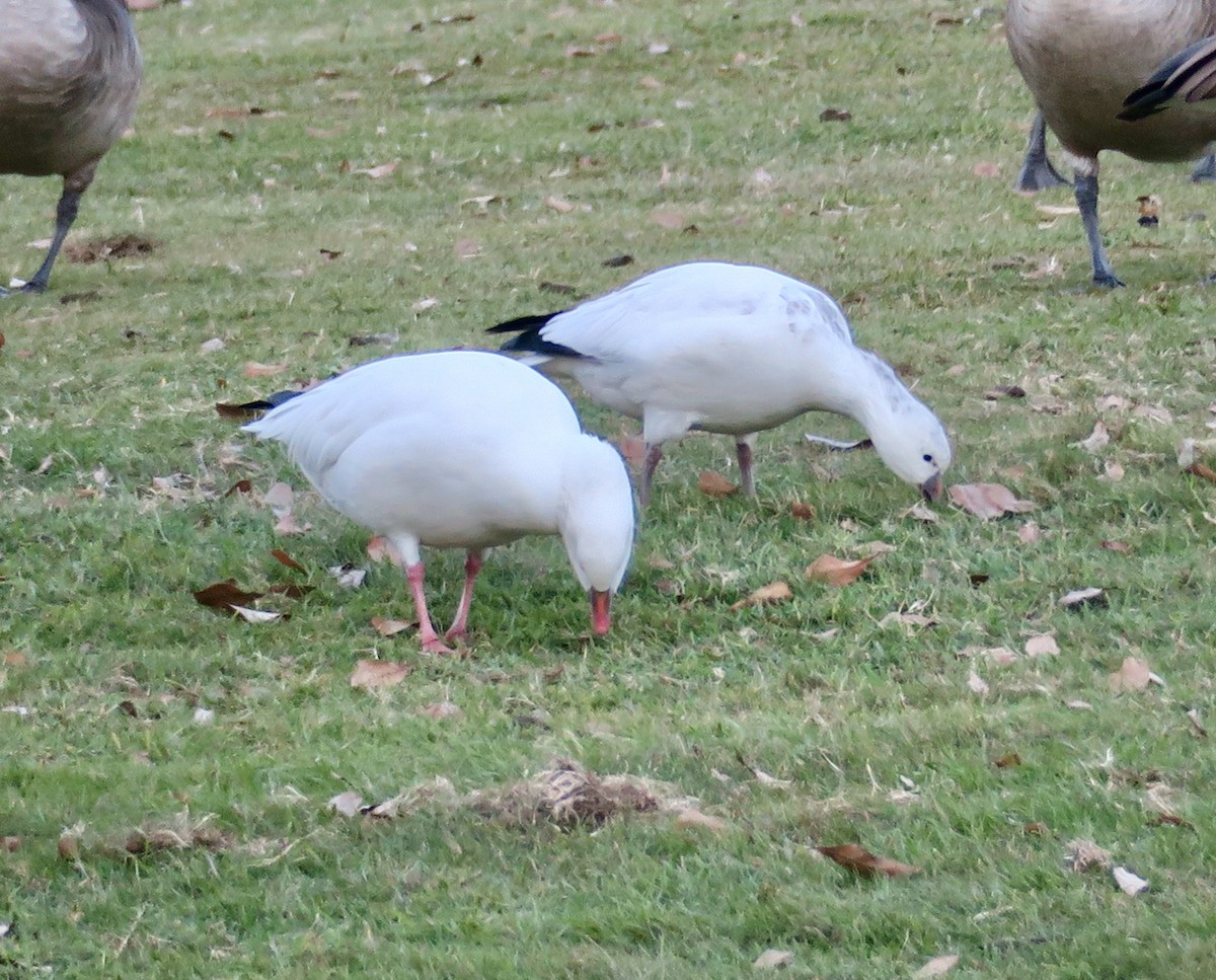 Ross's Goose - ML646763823