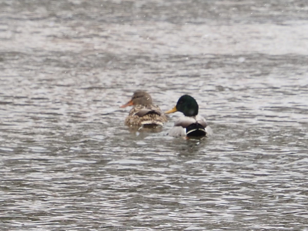 マガモ - ML646763826