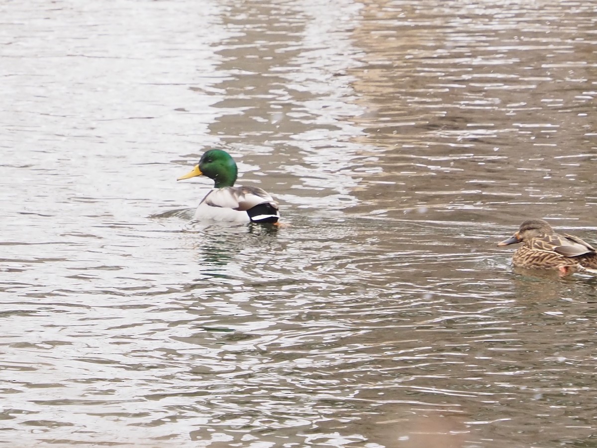 マガモ - ML646763827