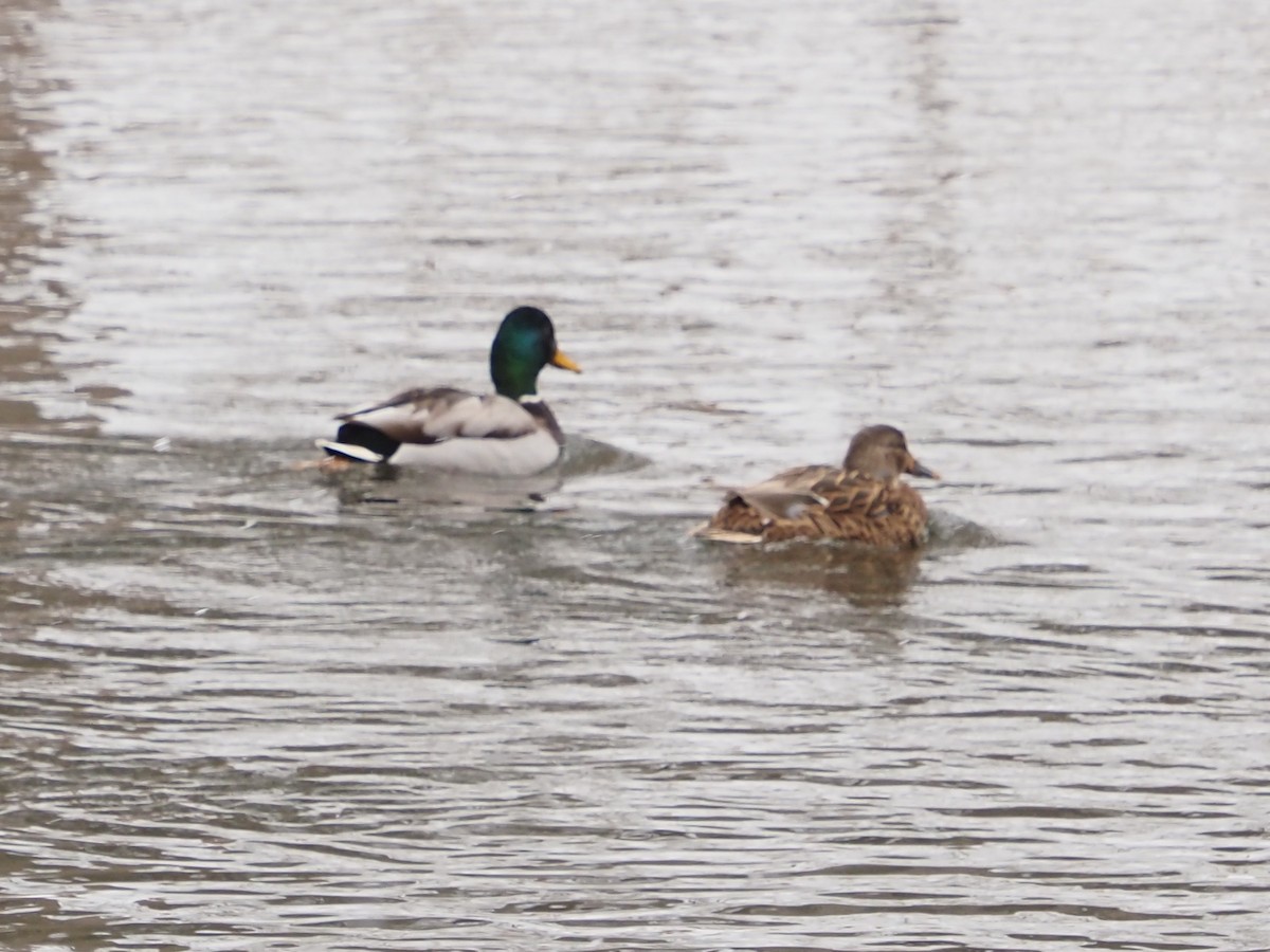 マガモ - ML646763828