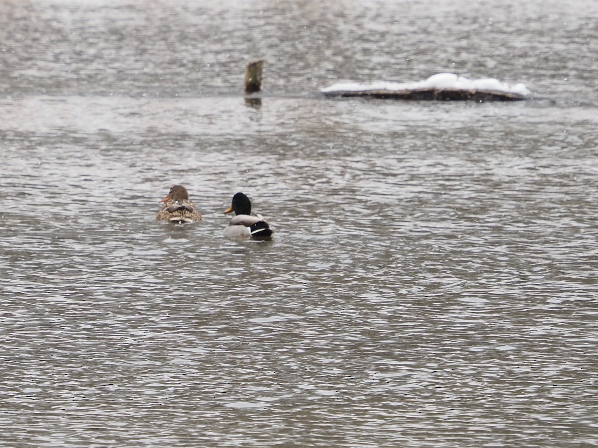 マガモ - ML646763830