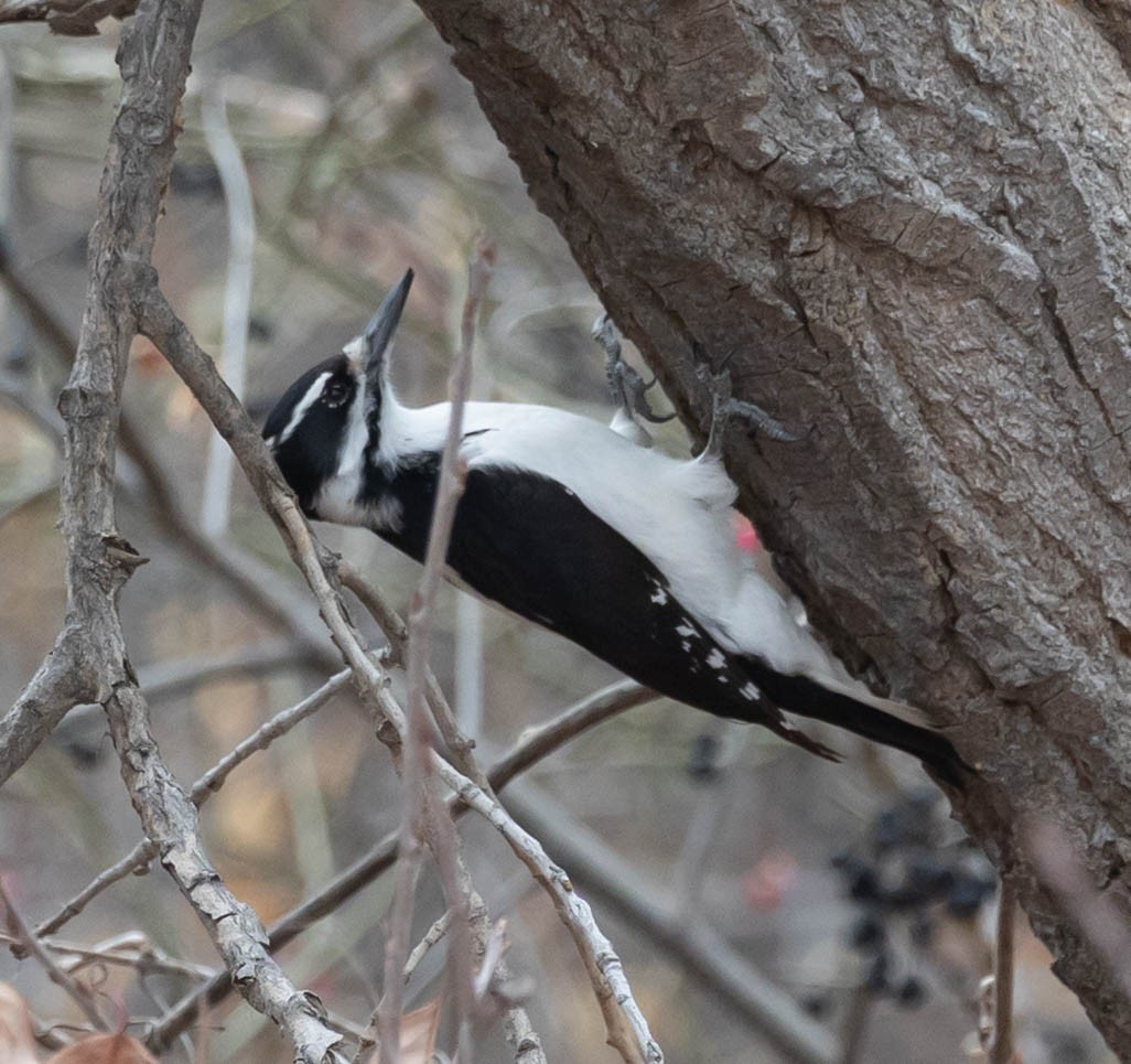 Pico Velloso (orius/icastus) - ML646763831