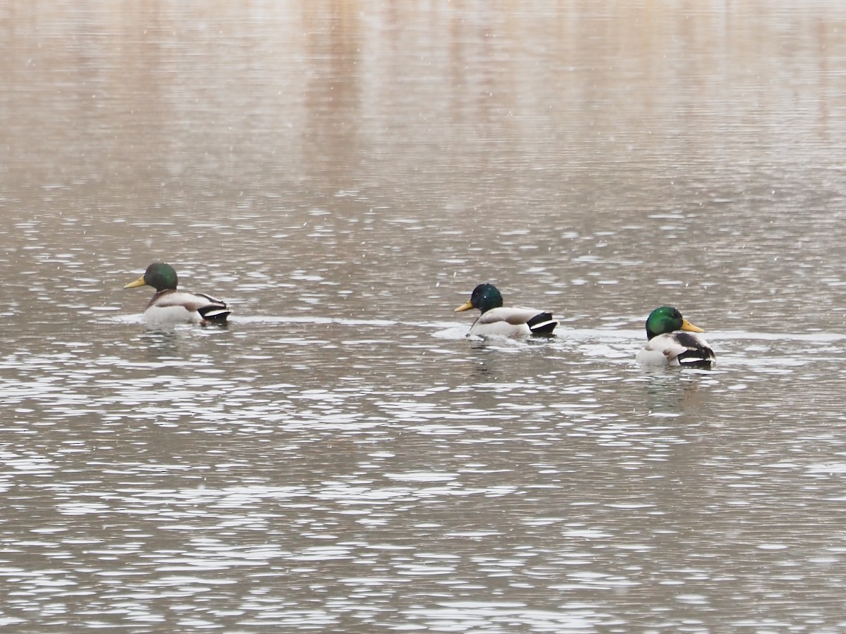 マガモ - ML646763832