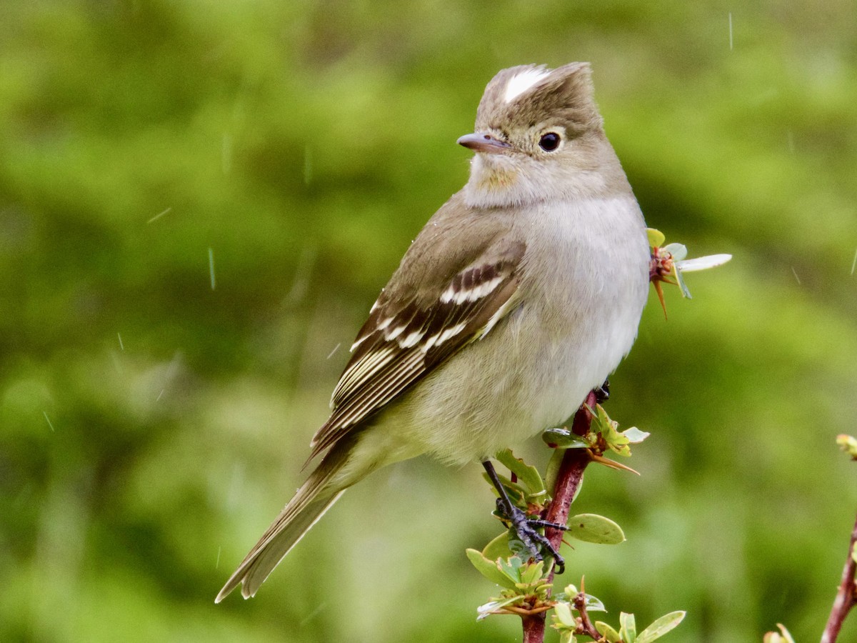 White-crested Elaenia - ML646763834
