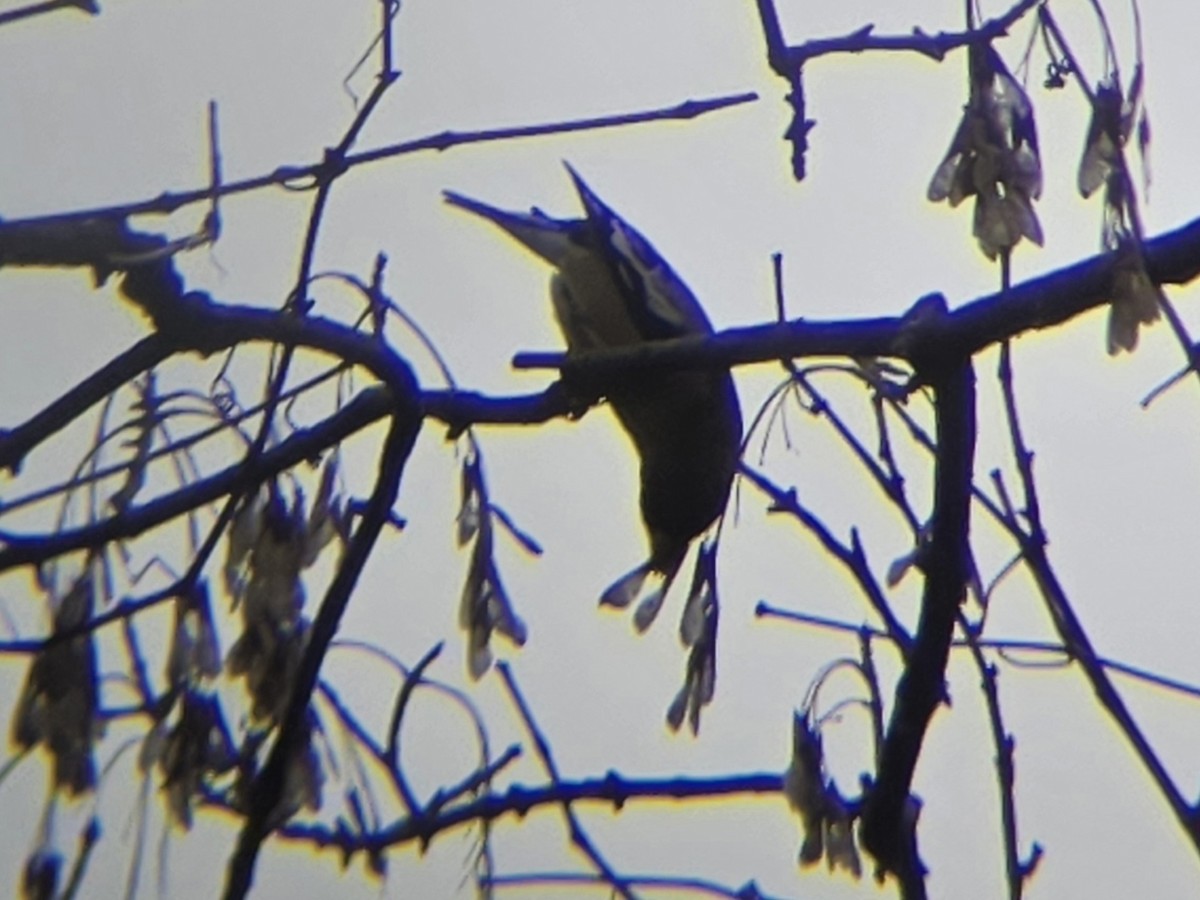 Evening Grosbeak - ML646763835