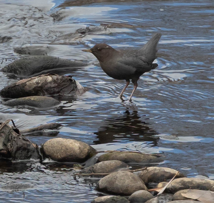 Mirlo Acuático Norteamericano - ML646763837