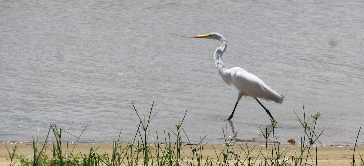 Grande Aigrette - ML646763838