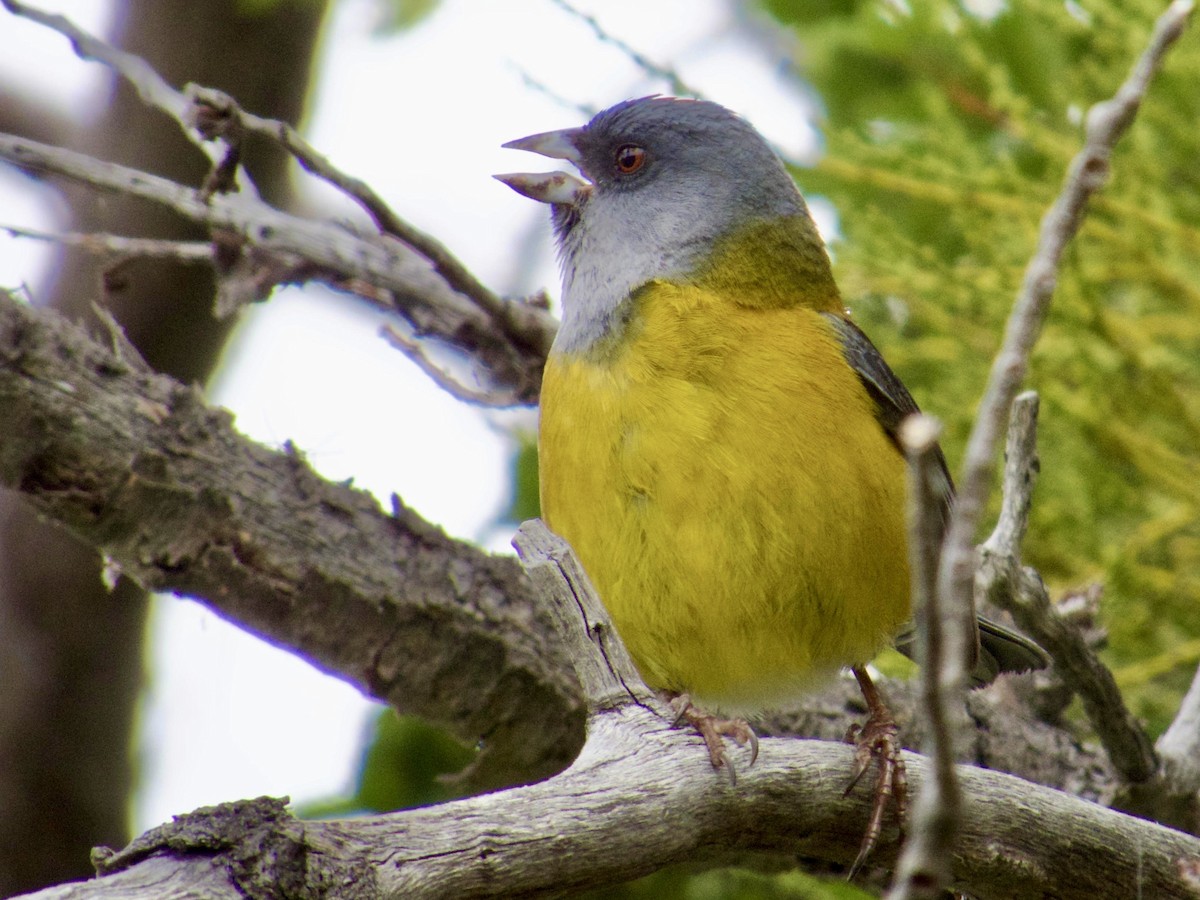 Patagonian Sierra Finch - ML646763839
