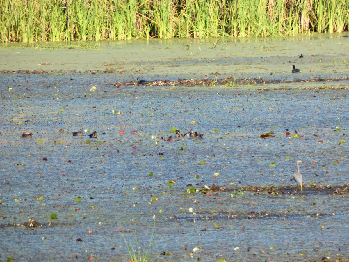 Ring-necked Duck - ML646763840