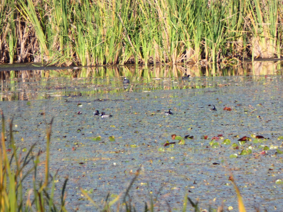 Ring-necked Duck - ML646763841