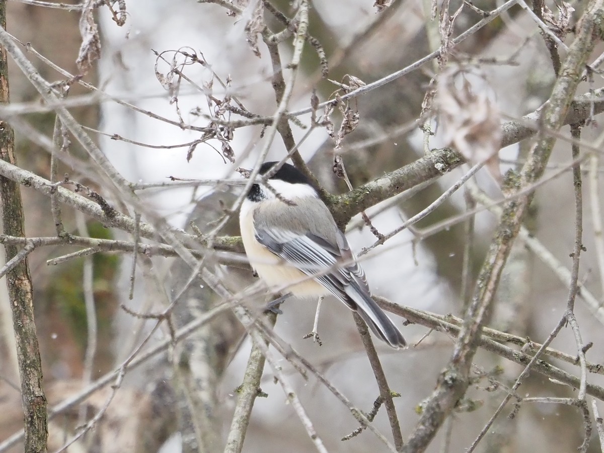 アメリカコガラ - ML646763849