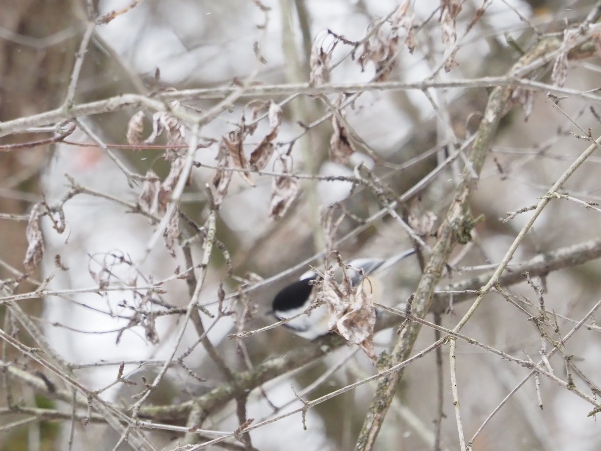 アメリカコガラ - ML646763850