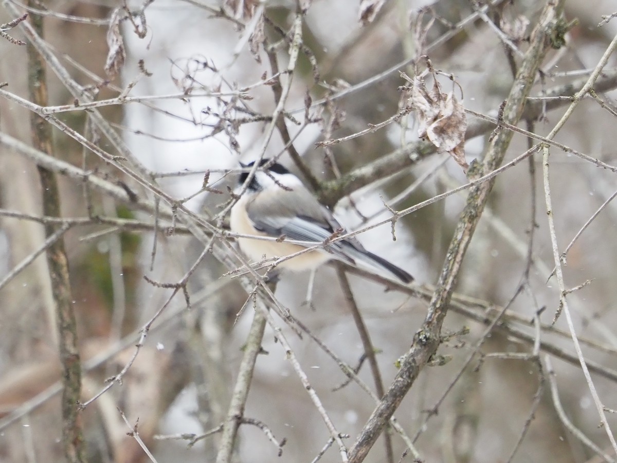 アメリカコガラ - ML646763851