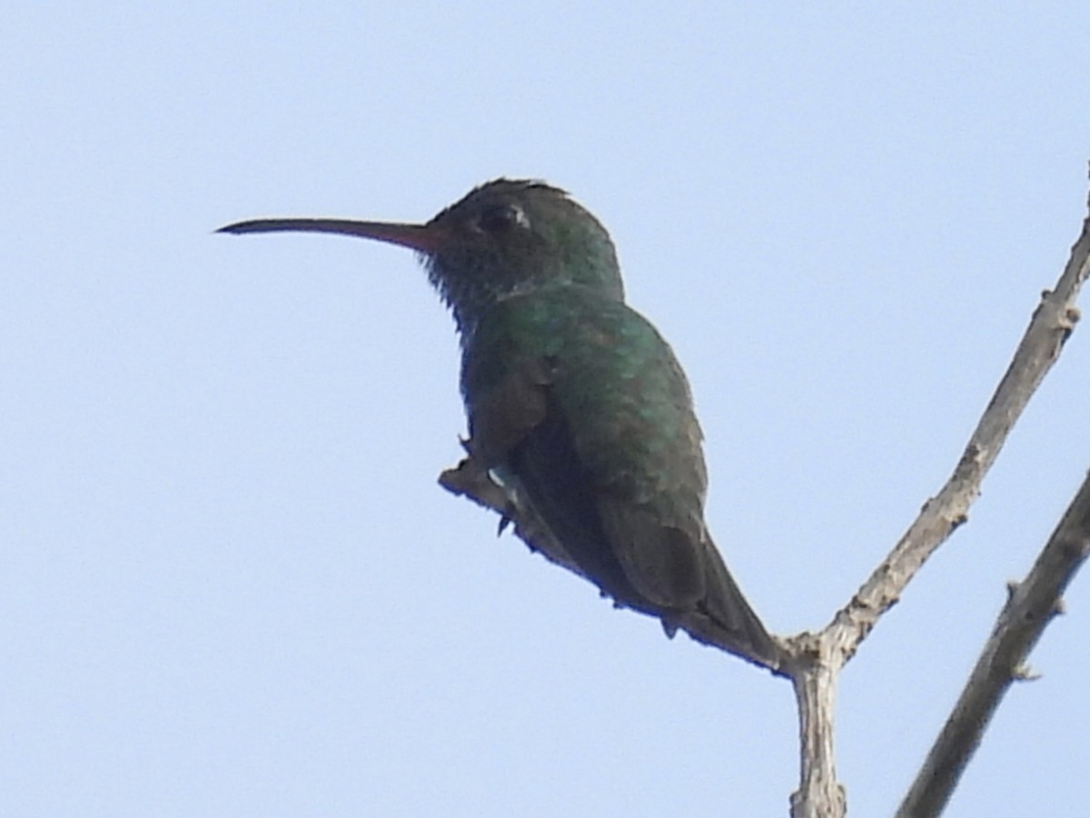 Glittering-throated Emerald - ML646763852