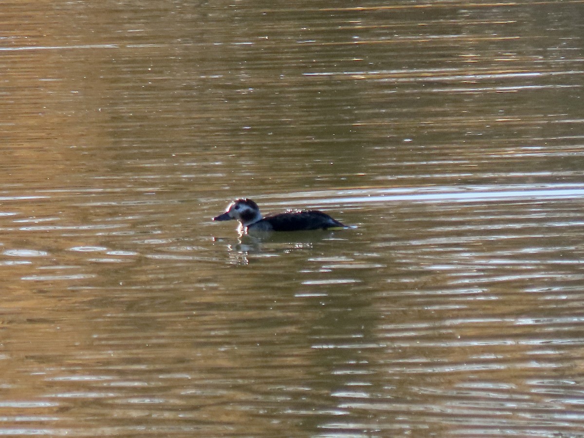 havelle - ML646763859