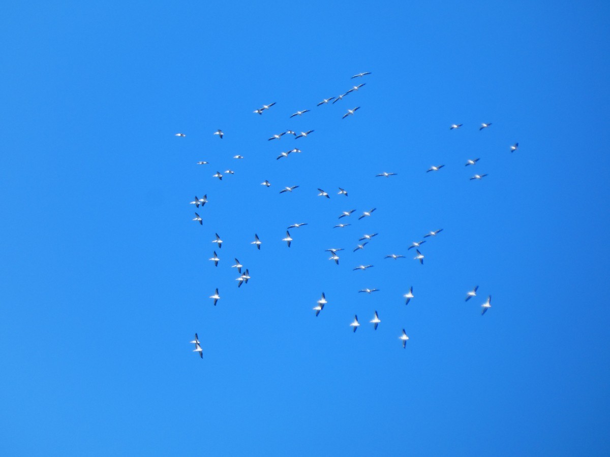 American White Pelican - ML646763860