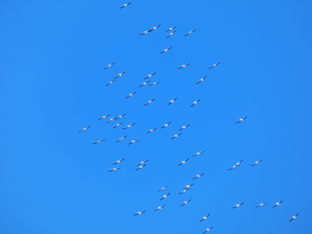 American White Pelican - ML646763861
