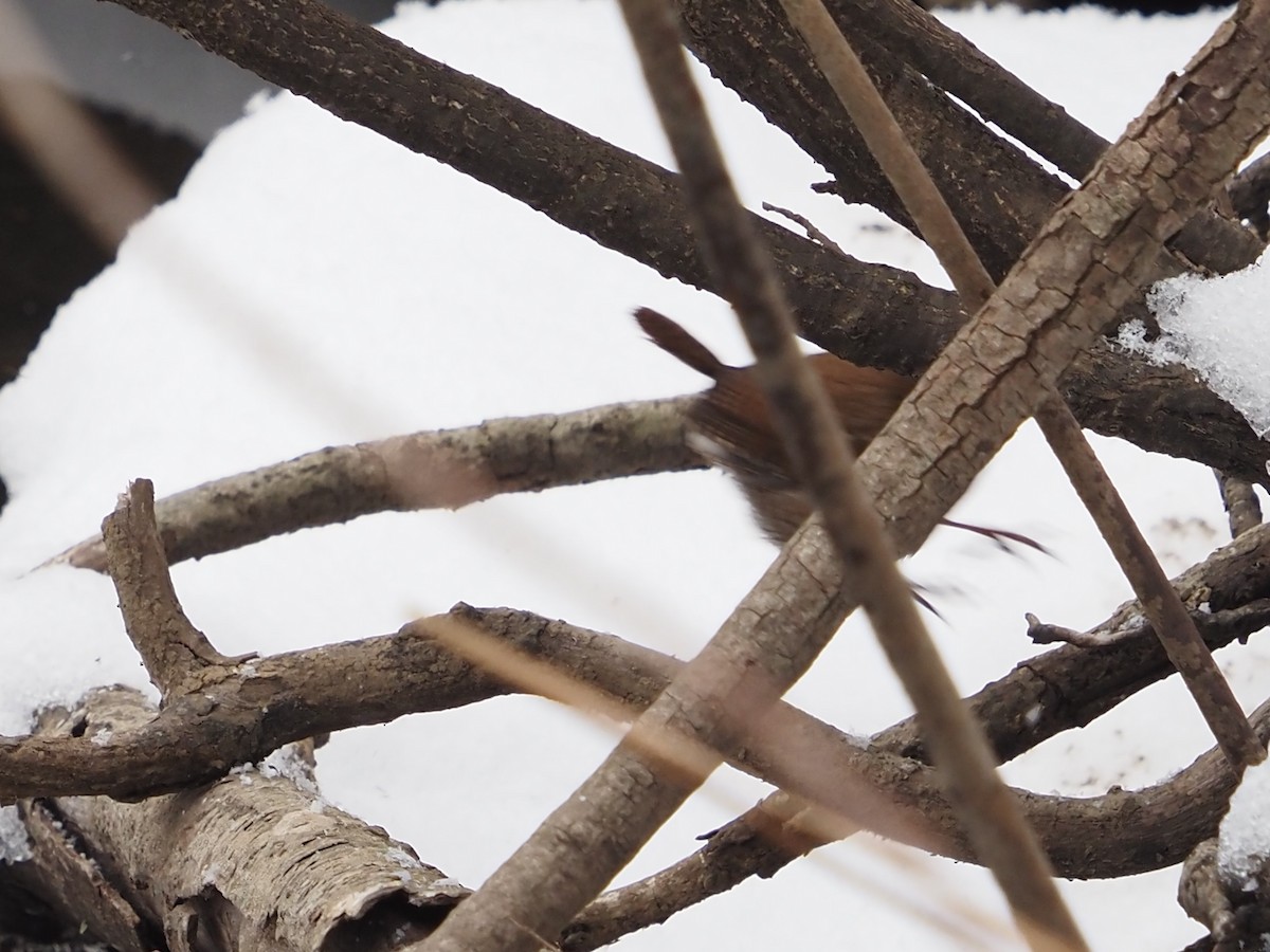 フユミソサザイ - ML646763864