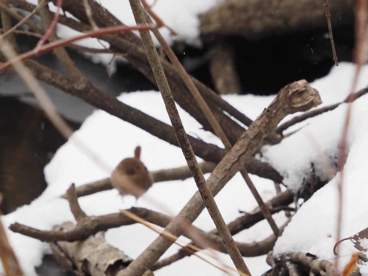 フユミソサザイ - ML646763865