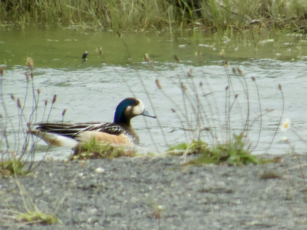 Chiloe Wigeon - ML646763867
