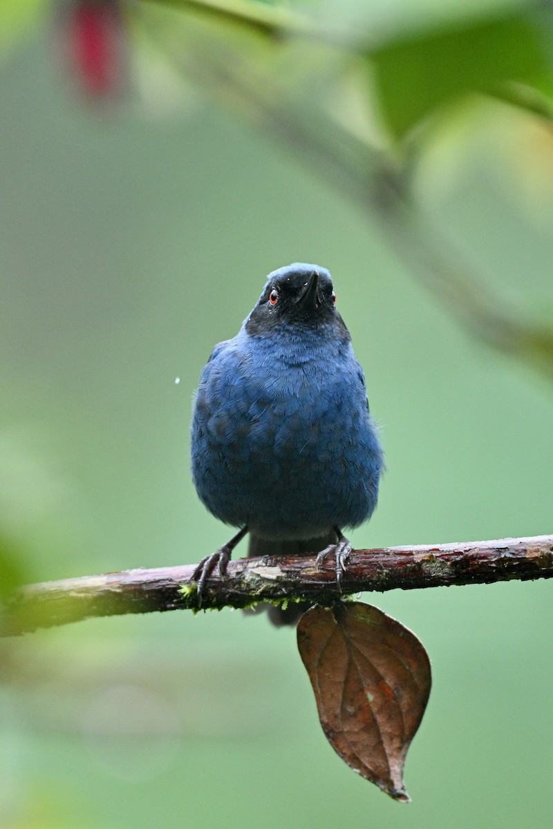 Percefleur masqué - ML646763868