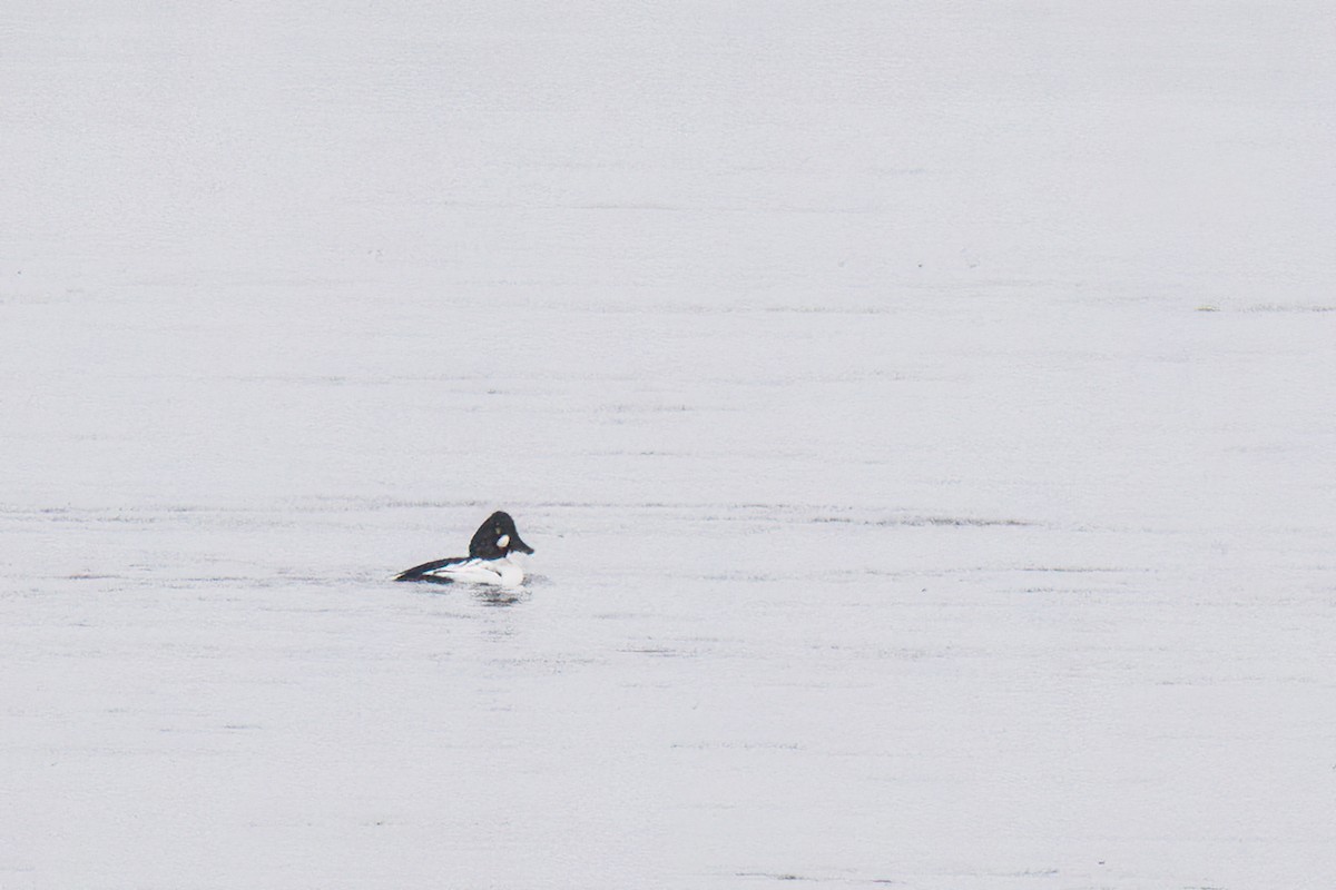 kvinand - ML646763870