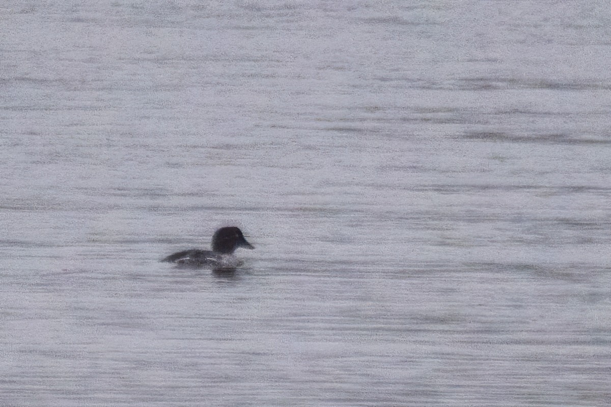 kvinand - ML646763871