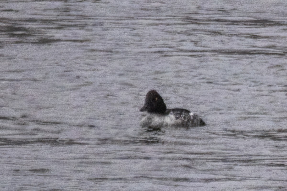 kvinand - ML646763873