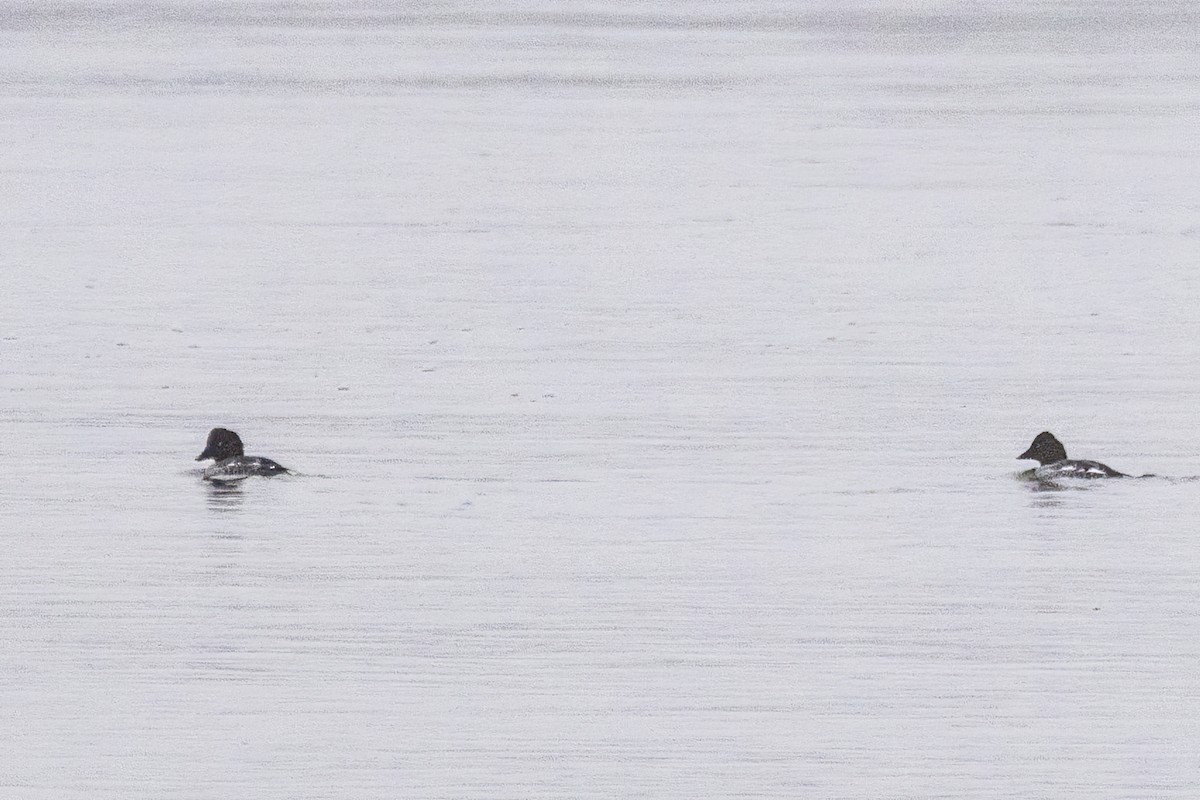 kvinand - ML646763874