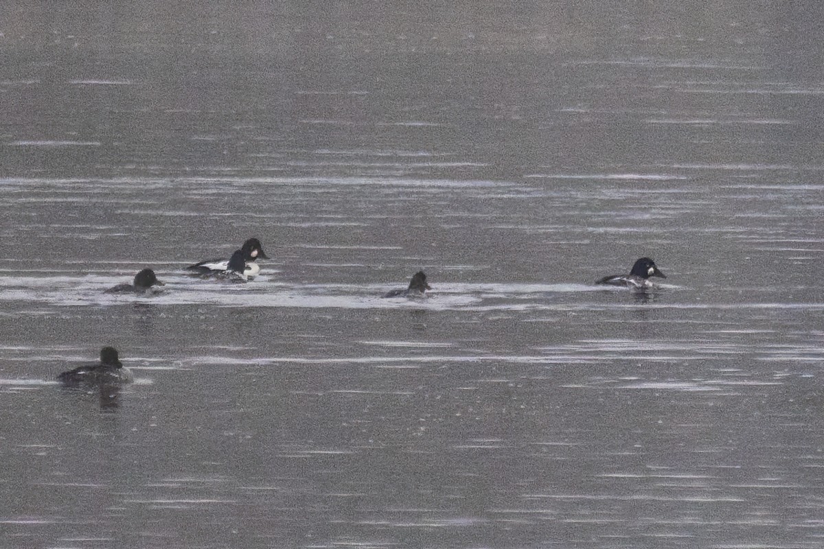 kvinand - ML646763875