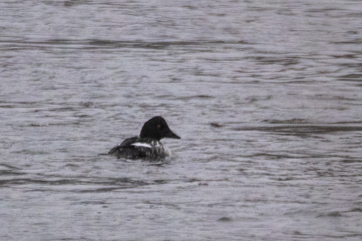 kvinand - ML646763876