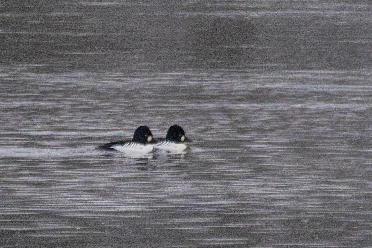 kvinand - ML646763877