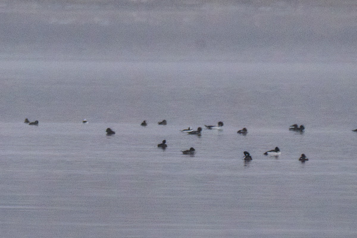 kvinand - ML646763878