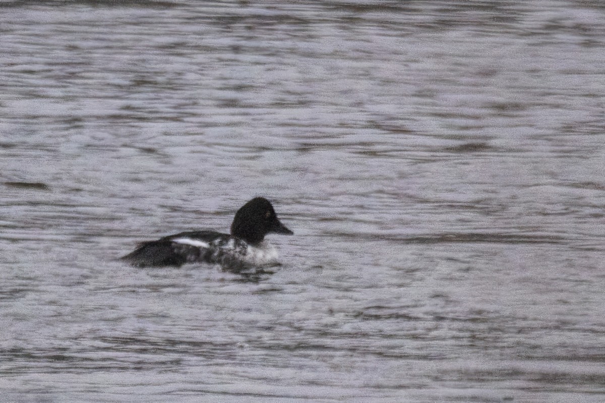 kvinand - ML646763879