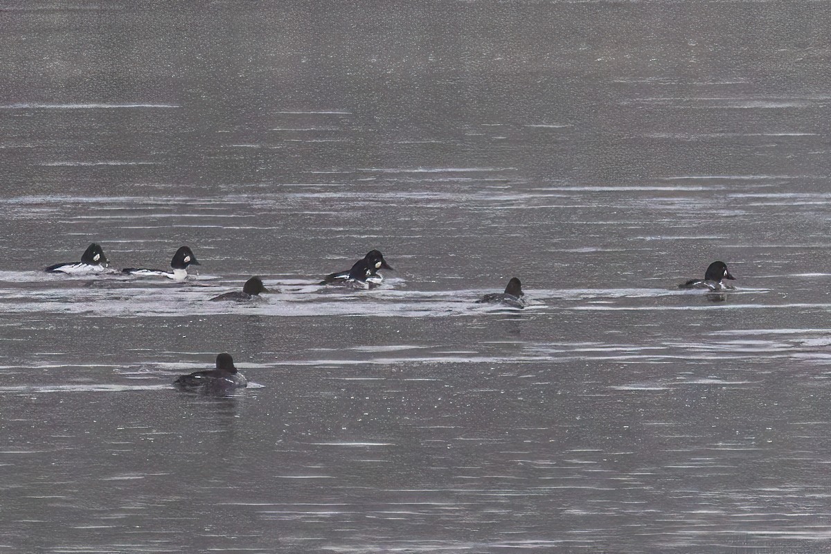 kvinand - ML646763880