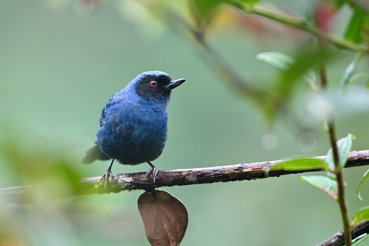 Percefleur masqué - ML646763881