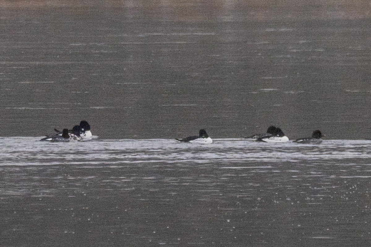 kvinand - ML646763884