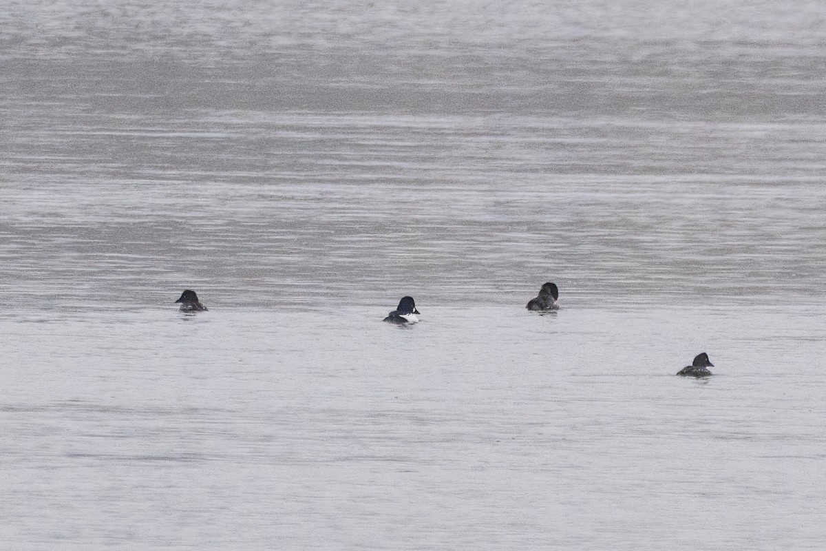 kvinand - ML646763885