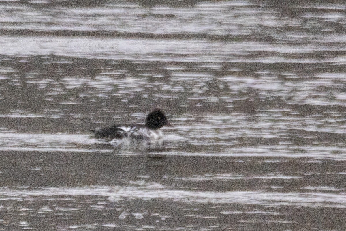 kvinand - ML646763886